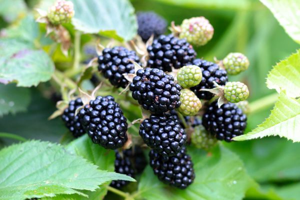 Blackberry Bush Removal in Palm Bay