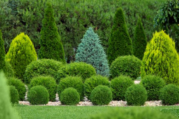 Cost of Bush Shaping Service in Palm Bay