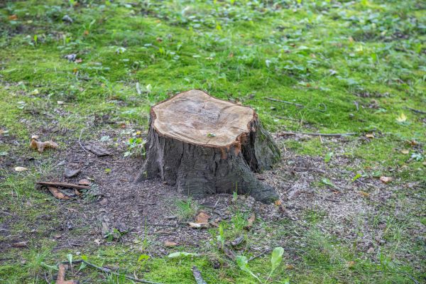 Bush Stump Removal in Palm Bay