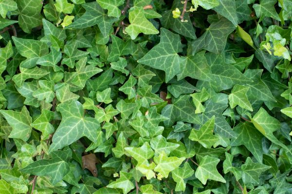 English Ivy Removal in Palm Bay