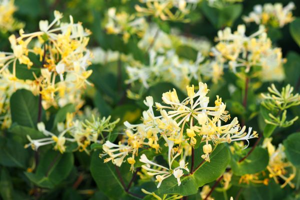 Honeysuckle Removal in Palm Bay