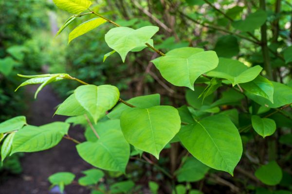 Invasive Plant Removal in Palm Bay