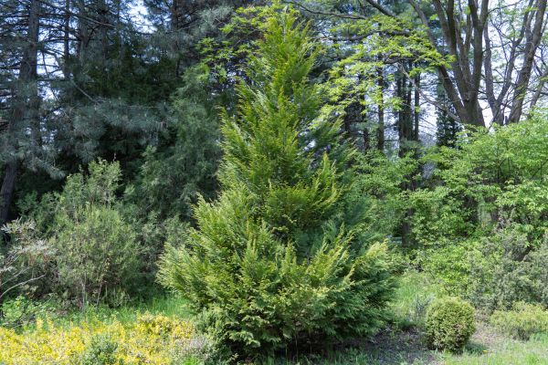 Juniper Pruning in Palm Bay