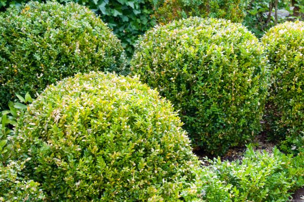 Cost of Landscape Trimming Service in Palm Bay