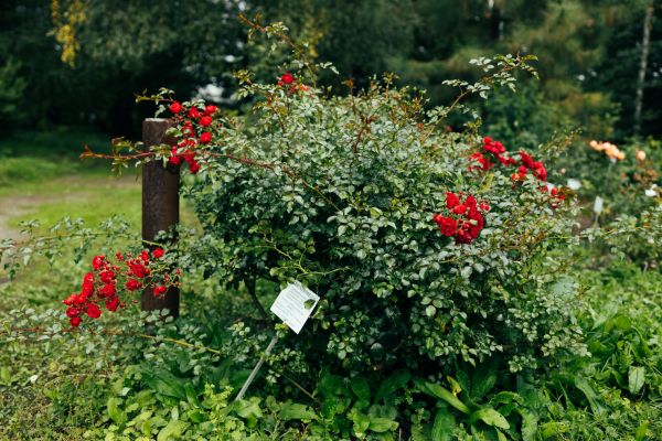 Rose Bush Removal in Palm Bay