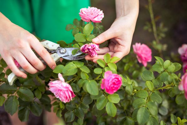 Rose Trimming in Palm Bay