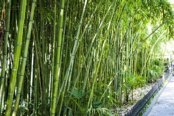 Bamboo Root Removal in Palm Bay