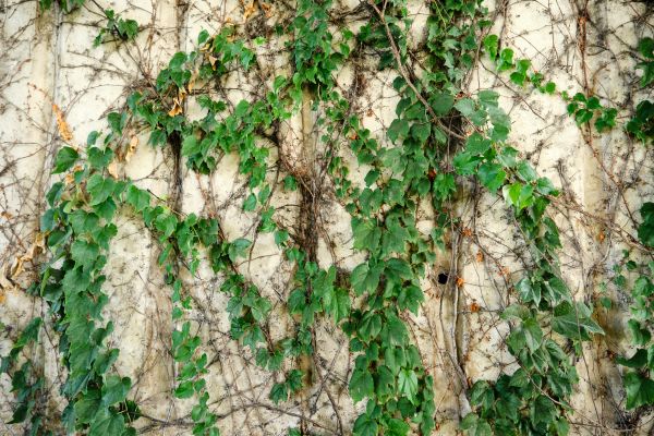 Vine Removal Service in Palm Bay