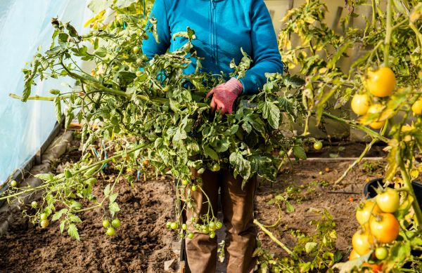 Cost of Garden Plant Removal in Palm Bay