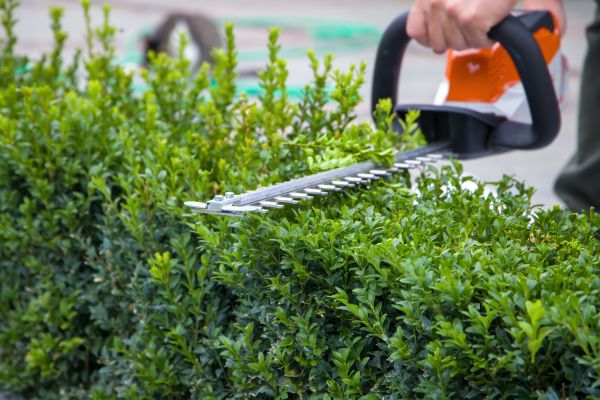Hedge Shearing in Palm Bay