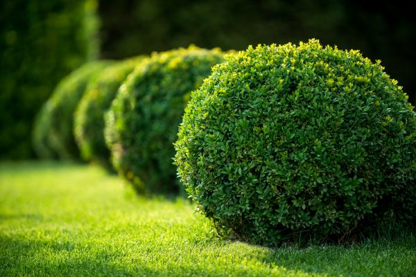 Bush Pruning in Palm Bay