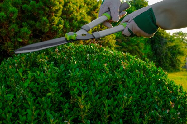 Cost of Topiary Shearing in Palm Bay