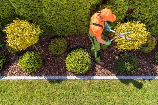Topiary Trimming in Palm Bay