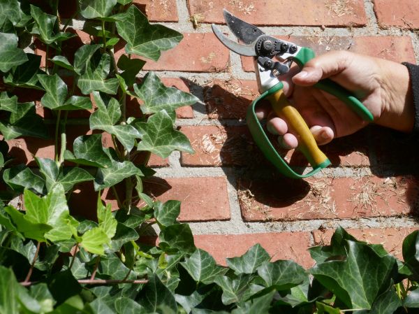 Ivy Removal Service in Palm Bay