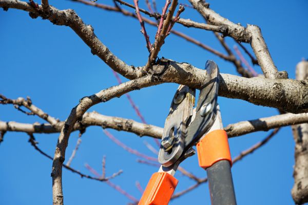 Cost of Selective Pruning in Palm Bay