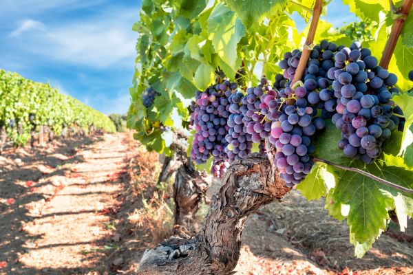 Grapevine Pruning in Palm Bay