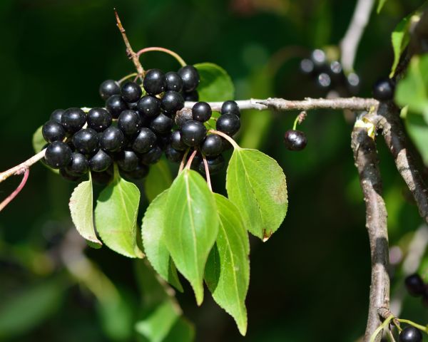Buckthorn Removal in Palm Bay