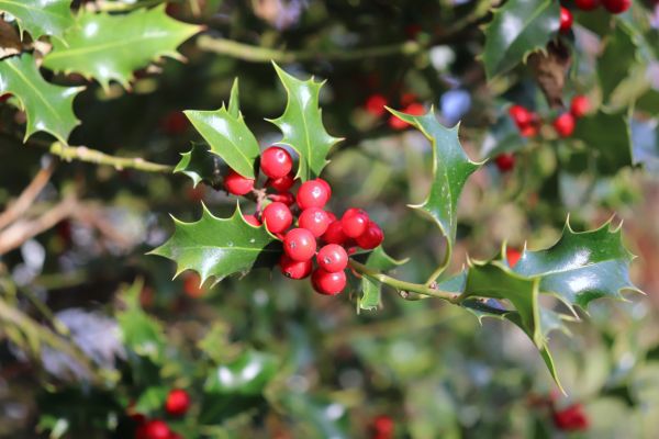 Holly Tree Trimming in Palm Bay