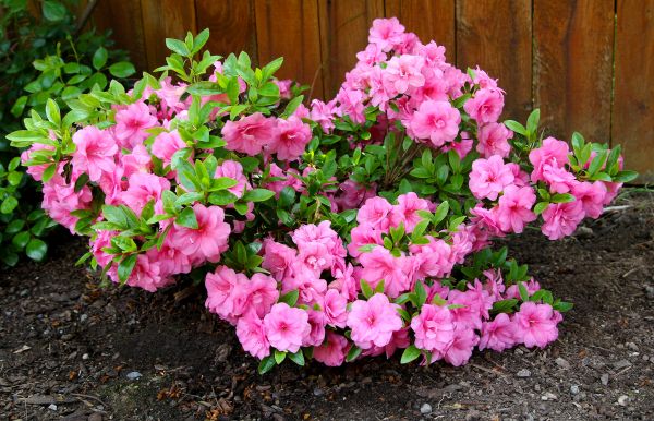 Cost of Azaleas Removal in Palm Bay