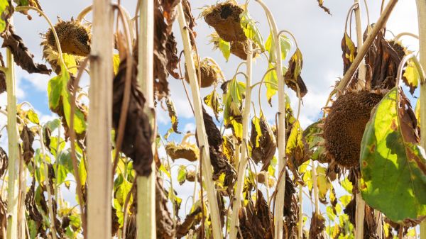 Cost of Dead Plant Removal in Palm Bay