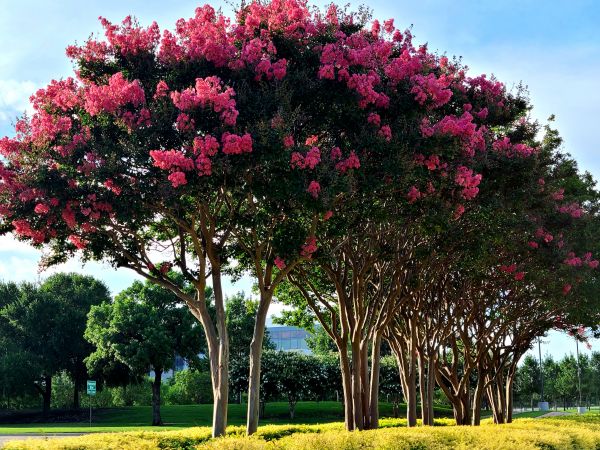 Crepe Myrtle Pruning in Palm Bay