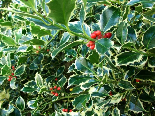 Holly Bushes Trimming in Palm Bay