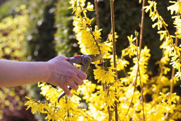 Forsythia Pruning in Palm Bay
