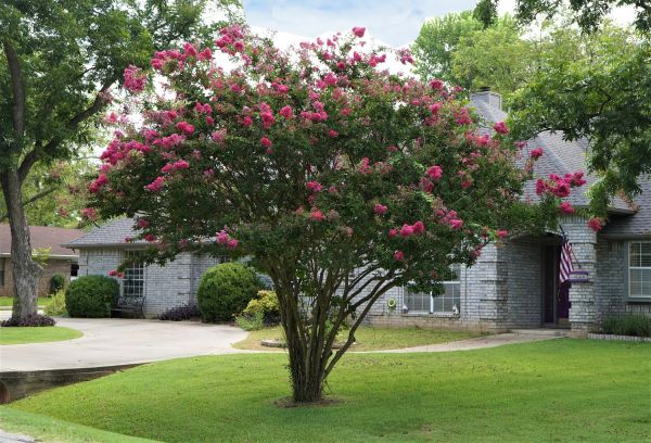 Crepe Myrtle Trimming in Palm Bay