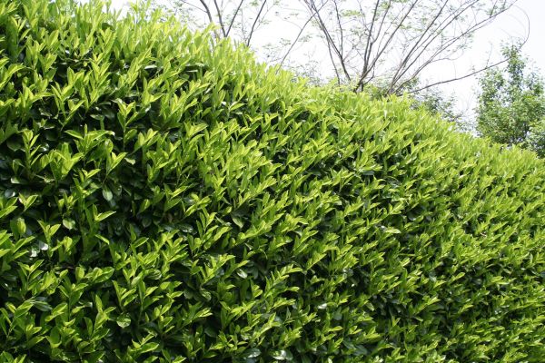 Cost of Laurel Shrub Removal in Palm Bay