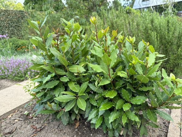 Cost of Laurel Hedge Removal in Palm Bay