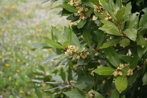 Laurel Trimming in Palm Bay