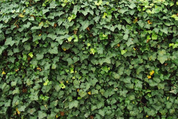 Cost of Ivy Pruning service in Palm Bay