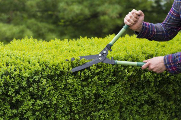 Evergreen Shrub Pruning in Palm Bay