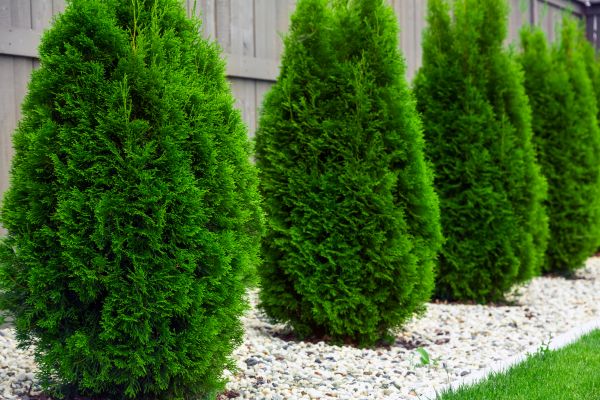 Arborvitae Shaping in Palm Bay
