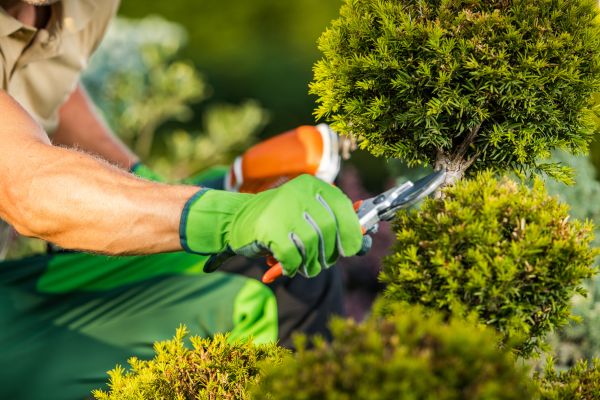 Cost of Landscape Pruning Service in Palm Bay