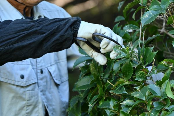 Holly Pruning in Palm Bay