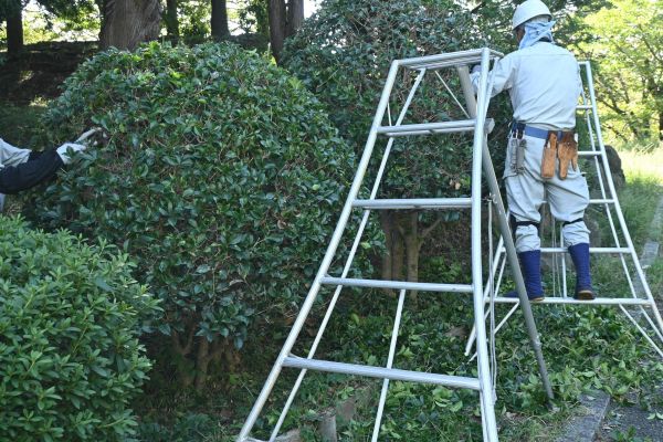 Cost of Holly Shaping in Palm Bay