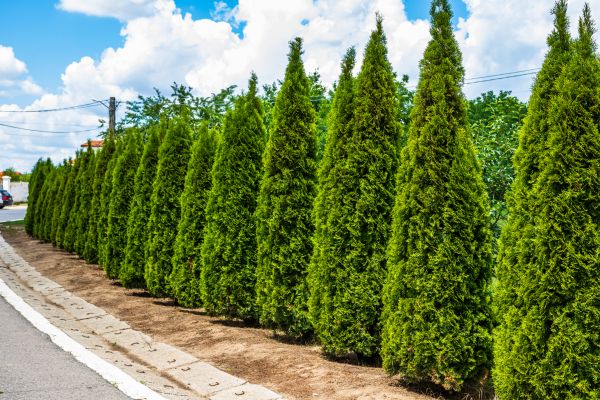 Cost of Arborvitae Shearing in Palm Bay