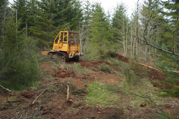 Cost of Shrubbery Clearing in Palm Bay