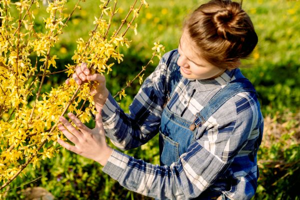 Forsythia Trimming in Palm Bay