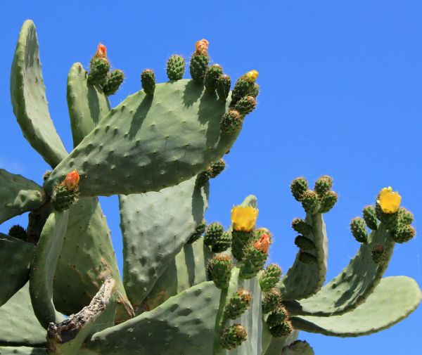 Cactus Removal in Palm Bay
