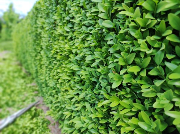 Boxwood Pruning in Palm Bay