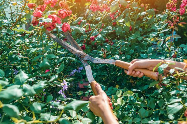 Knockout Roses Pruning in Palm Bay