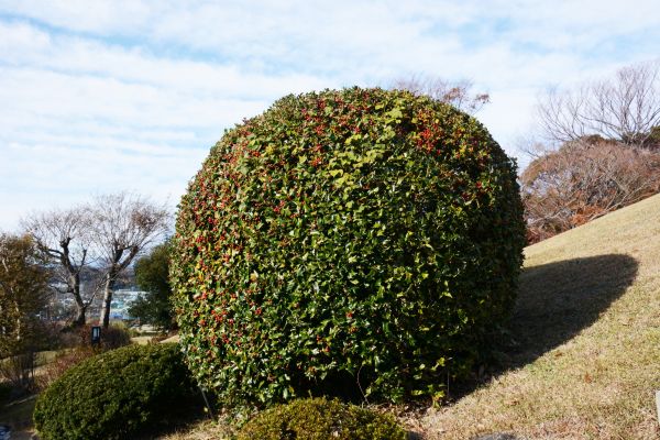 Holly Shrub Pruning in Palm Bay