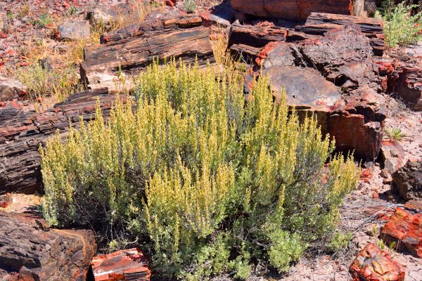Cost of Sagebrush Removal in Palm Bay