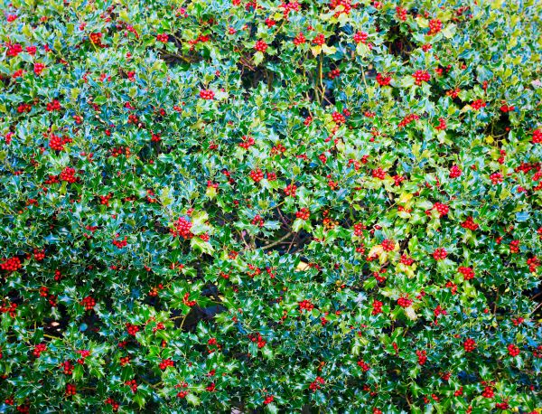 Holly Bush Removal in Palm Bay