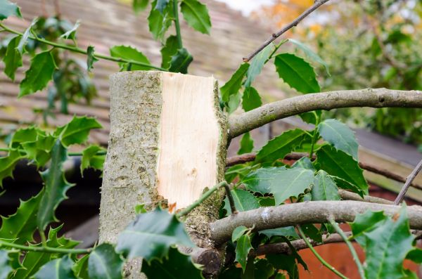 Cost of Holly Tree Removal in Palm Bay