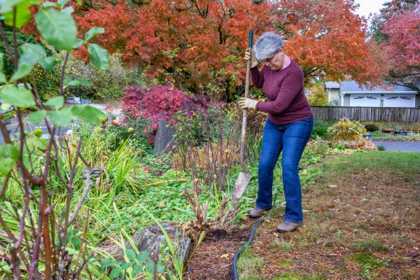 Cost of Dead Bush Removal in Palm Bay