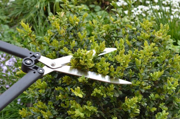 Boxwood Trimming in Palm Bay
