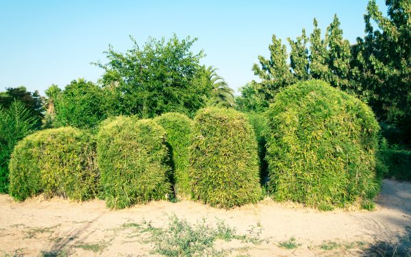 Cost of Bamboo Hedge Removal in Palm Bay